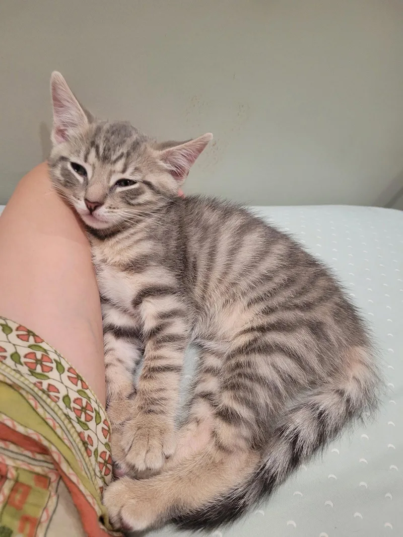A baby medium-sized female Domestic Short Hair cat named Bowee for adoption in Trenton, NJ