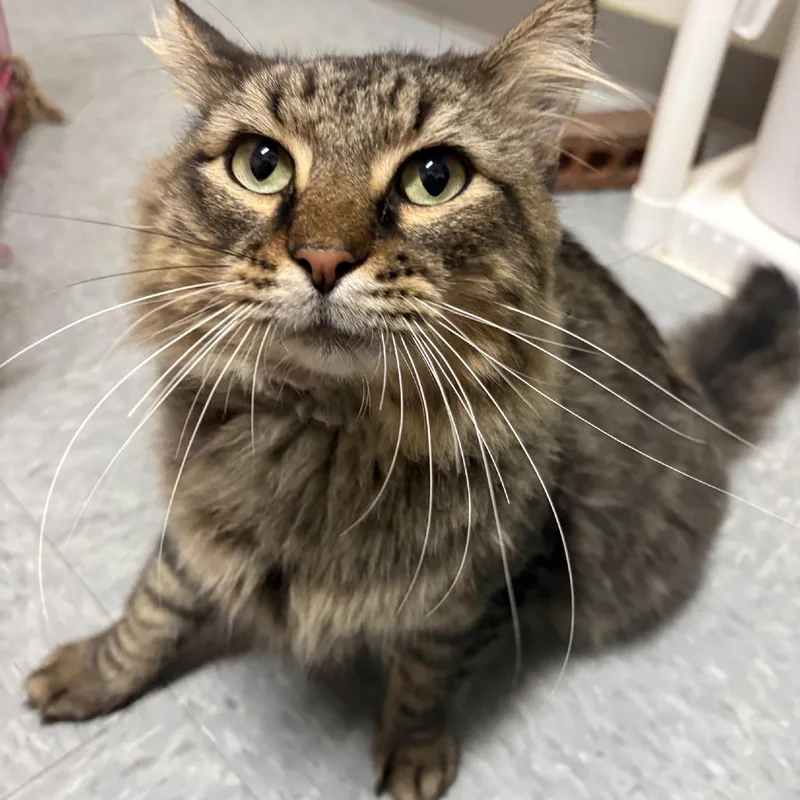 An adult medium-sized male Brown / Chocolate Domestic Long Hair cat named Eddie Vedder for adoption in Branson, MO