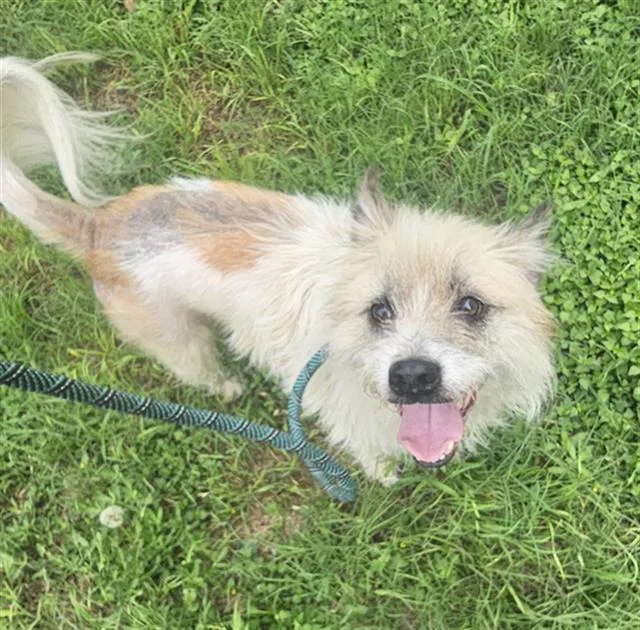 A senior medium-sized male Fox Terrier dog named Jorge for adoption in Dallas, TX