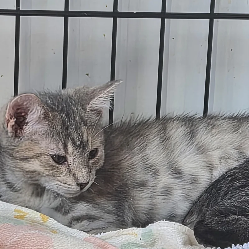 A baby medium-sized female Domestic Short Hair cat named Melody for adoption in Greeley, CO