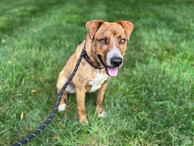 A young medium-sized male Mixed Breed dog named Newman for adoption in Charlotte, NC