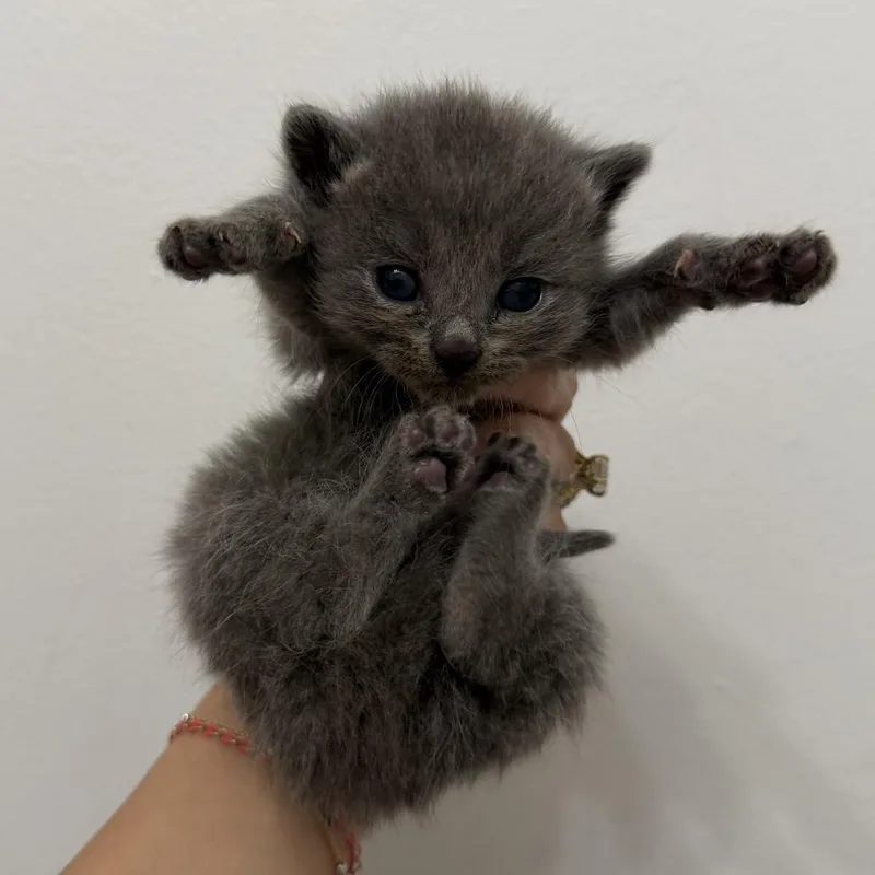A baby medium-sized female Gray / Blue / Silver Russian Blue cat named Bulgari for adoption in Chattanooga, TN
