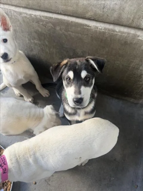 A baby small-sized male Labrador Retriever dog named Bronx for adoption in Los Angeles, CA