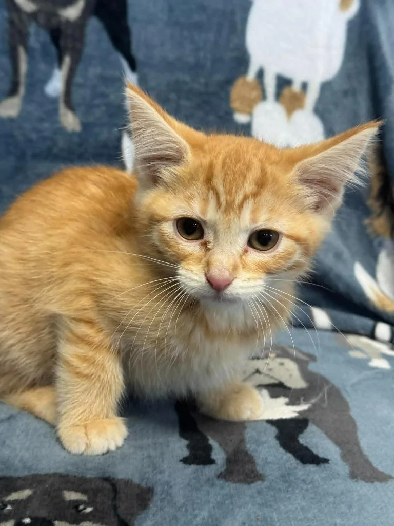 A baby medium-sized female Domestic Short Hair cat named Judy for adoption in Marion, OH