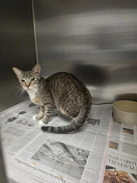 A young small-sized male Domestic Short Hair cat named Joey for adoption in Los Angeles, CA