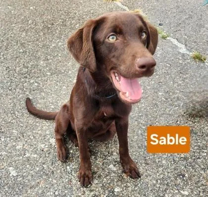 A baby medium-sized female Labrador Retriever dog named Sable for adoption in Clinton, MO