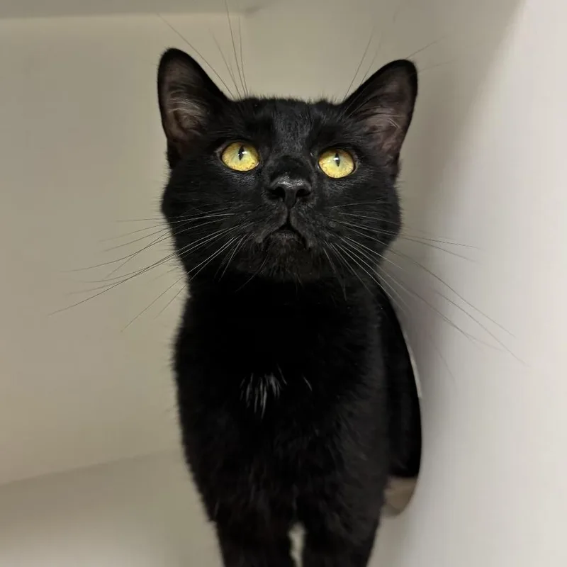 An adult medium-sized male Black Domestic Short Hair cat named Simon Squeaks for adoption in Champaign, IL