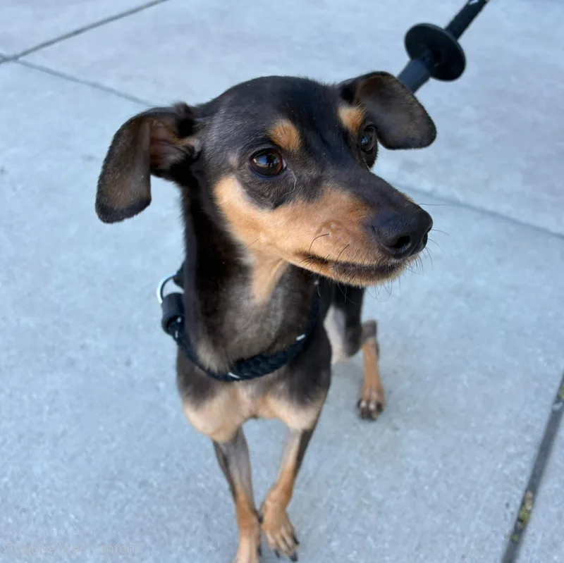 An adult small-sized male Black Chihuahua dog named Mylo for adoption in Chicago, IL