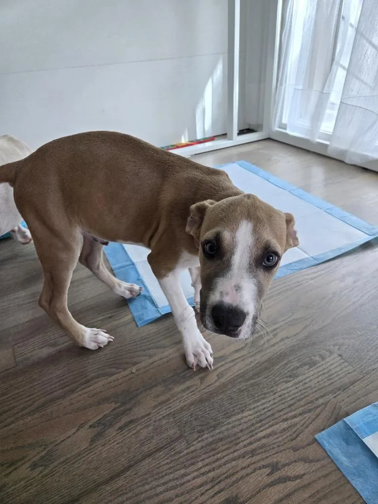 A baby medium-sized male Pit Bull Terrier dog named Jasper for adoption in Thornton, CO