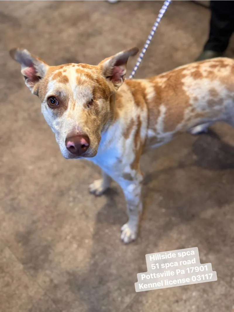 A young medium-sized female Brown / Chocolate Australian Cattle Dog / Blue Heeler dog named Esme for adoption in Pottsville, PA