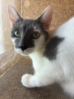 An adult medium-sized female Domestic Short Hair cat named French for adoption in Lafayette, IN