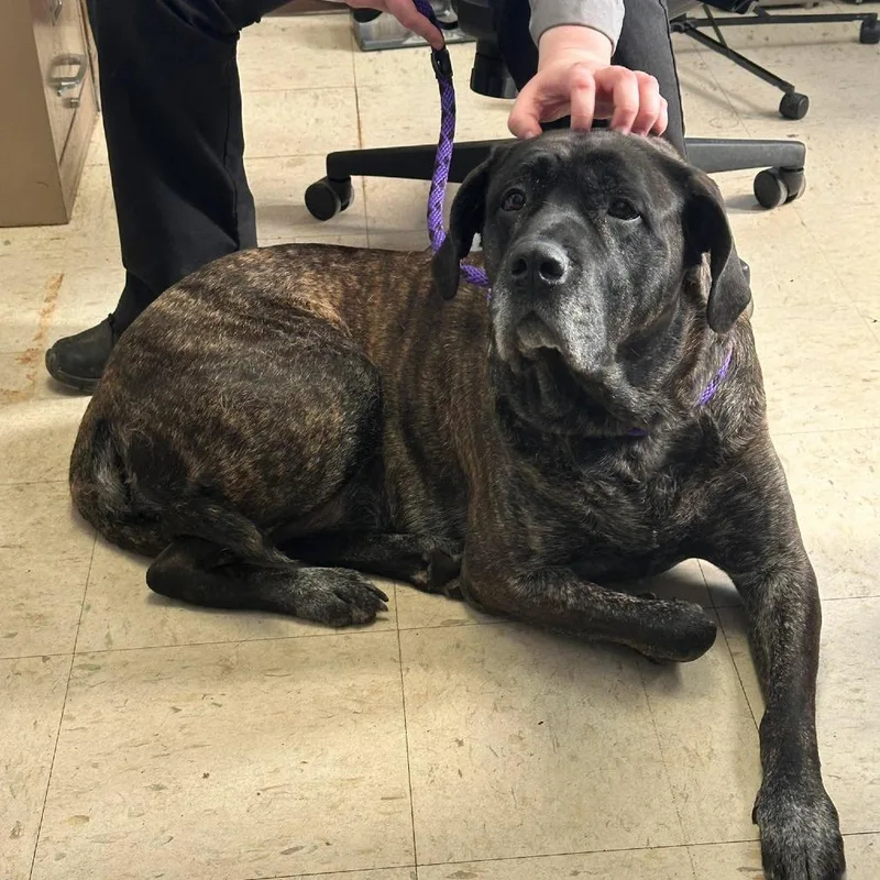 An adult extra large-sized female Brindle Cane Corso dog named Zoey D for adoption in Princeton, MN
