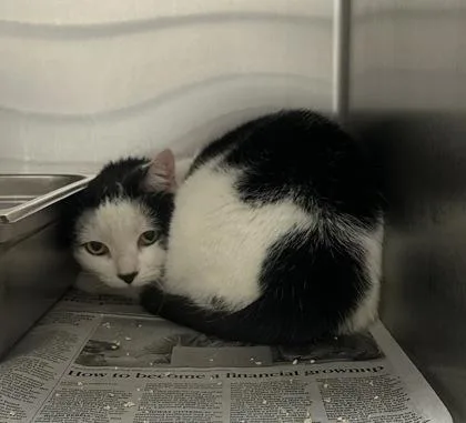 An adult medium-sized female White Domestic Short Hair cat named Patches for adoption in Wichita, KS