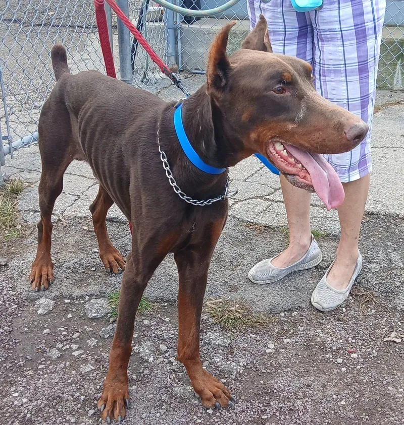 An adult large-sized male Red / Chestnut / Orange Doberman Pinscher dog named Quinn for adoption in Miller Beach, IN
