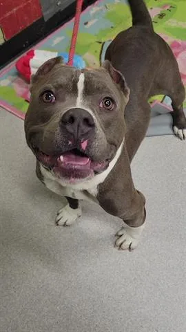 An adult medium-sized male Pit Bull Terrier dog named Tank for adoption in Indianapolis, IN