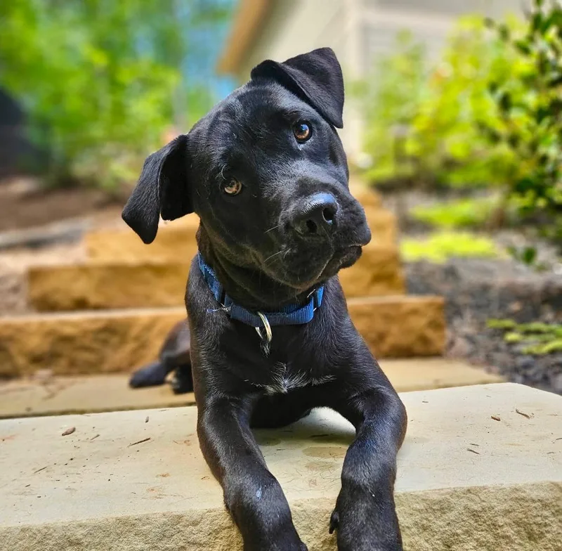 A baby medium-sized male Labrador Retriever dog named Franklin for adoption in Ellijay, GA