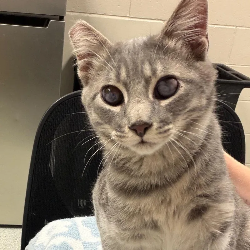 A young medium-sized male Domestic Short Hair cat named Elmer for adoption in Reno, NV