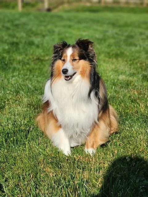 An adult small-sized female Sable Shetland Sheepdog / Sheltie dog named Pixie for adoption in Abingdon, MD