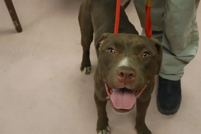 A young medium-sized female Mixed Breed dog named Racer for adoption in Columbia, SC