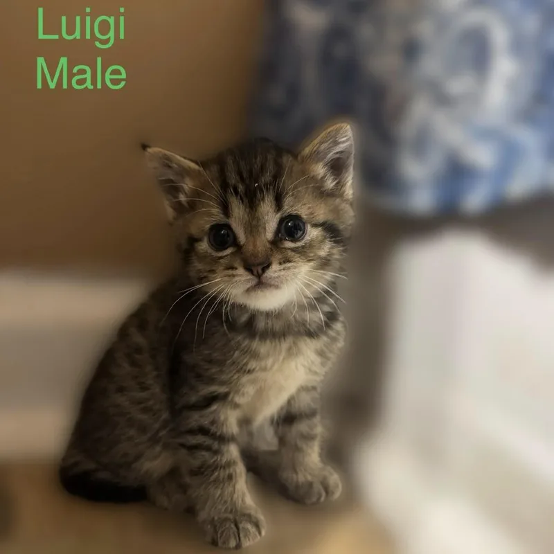 A baby small-sized male Brown / Chocolate Domestic Short Hair cat named Luigi for adoption in Winchester, VA