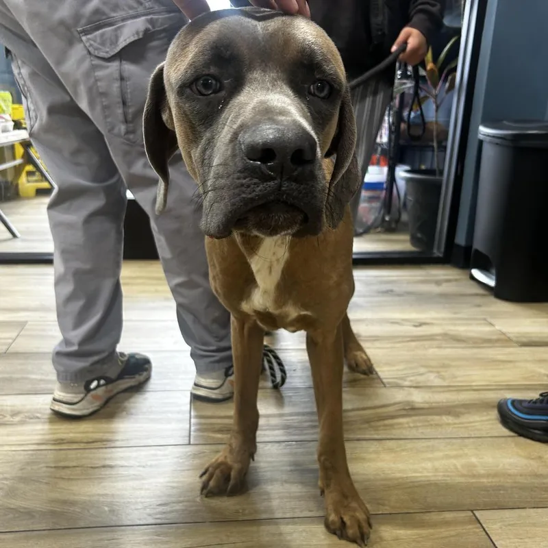 A young small-sized male Brown / Chocolate Cane Corso dog named Beamer for adoption in Newark, NJ