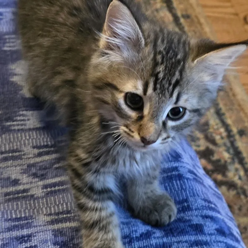 A baby small-sized female Domestic Short Hair cat named Storm for adoption in Cumming, GA