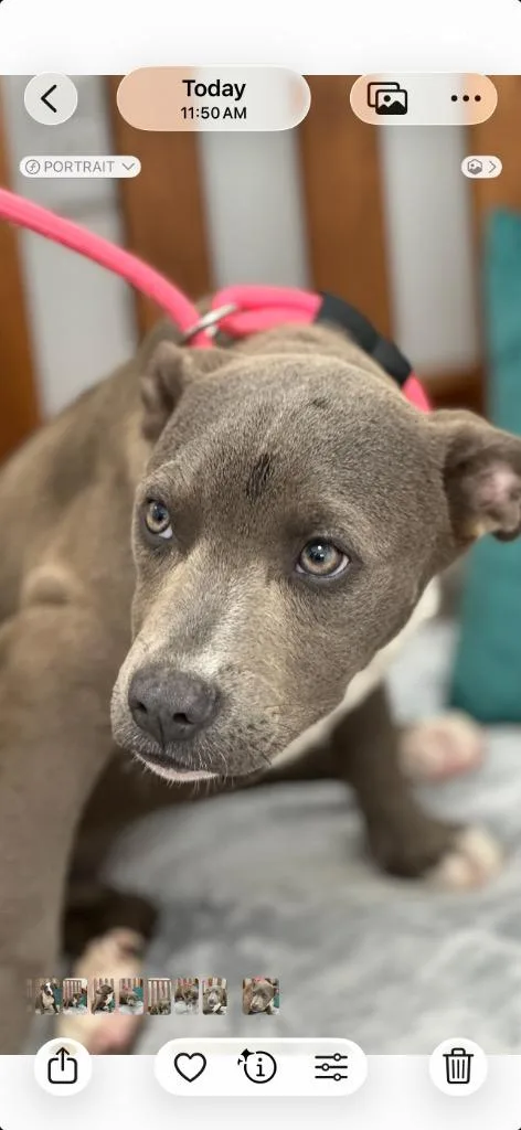 A baby medium-sized female Mixed Breed dog named Annie for adoption in Cambridge, MD