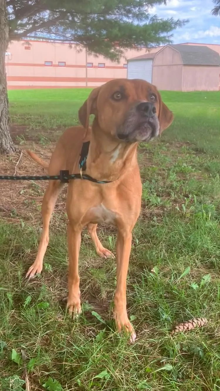 An adult medium-sized female Brown / Chocolate Plott Hound dog named Clara for adoption in Springfield, IL