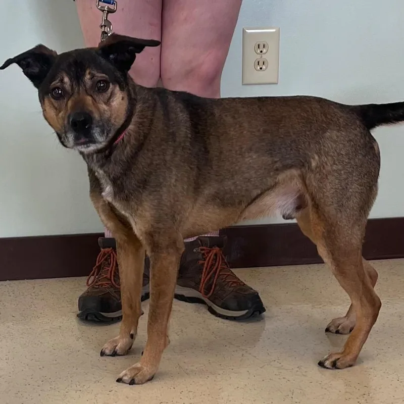 An adult medium-sized male Black German Shepherd Dog dog named Chief for adoption in Amery, WI
