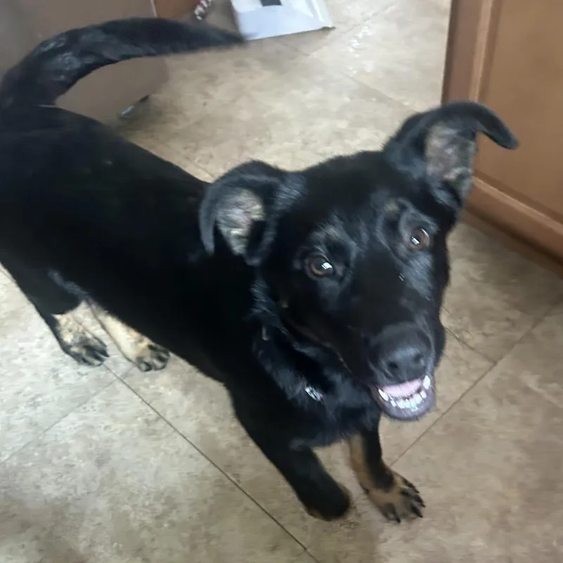 Bolt