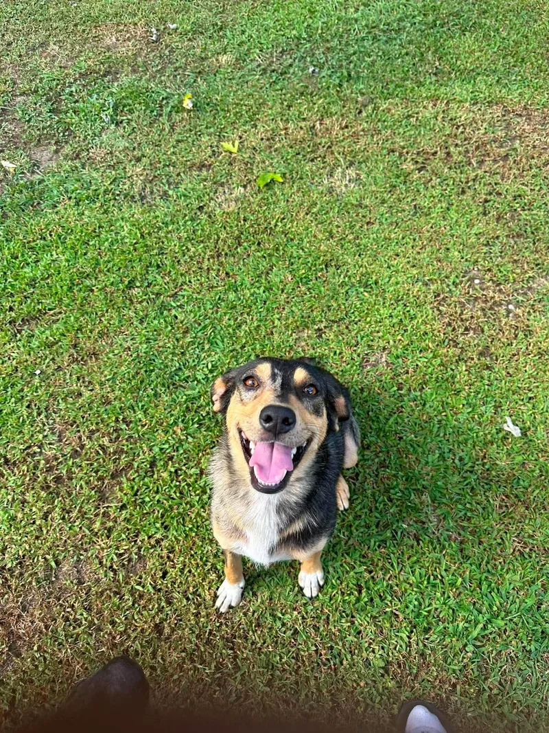 A young medium-sized female Mixed Breed dog named Dolly for adoption in Westwood, NJ