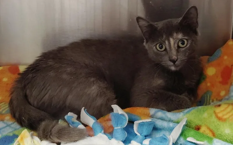 A young medium-sized female Domestic Short Hair cat named Noodle for adoption in Republic, MO