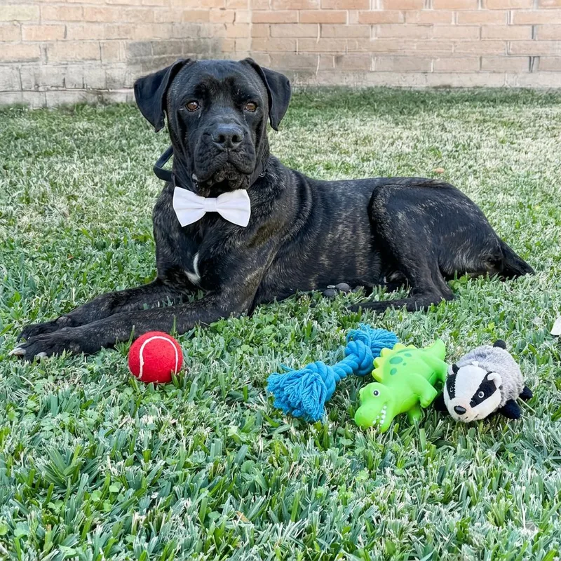 An adult large-sized male Brindle Mastiff dog named Rufio for adoption in Houston, TX