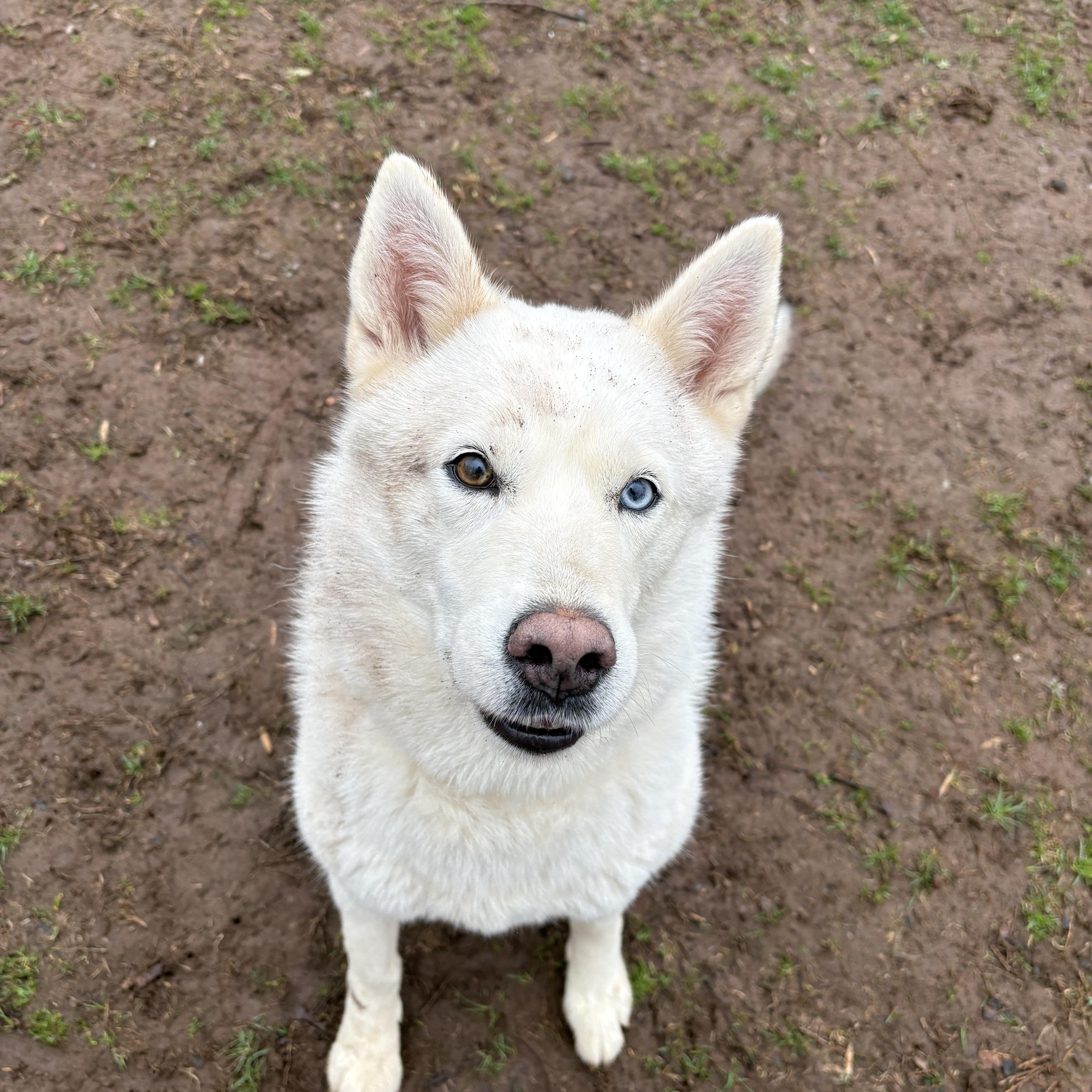 An adult medium-sized female Husky dog named Aioli for adoption in North Haven, CT