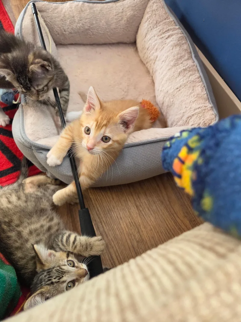 A baby medium-sized female Tabby (Orange / Red) Domestic Short Hair cat named Esmeralda for adoption in Farmington, MN