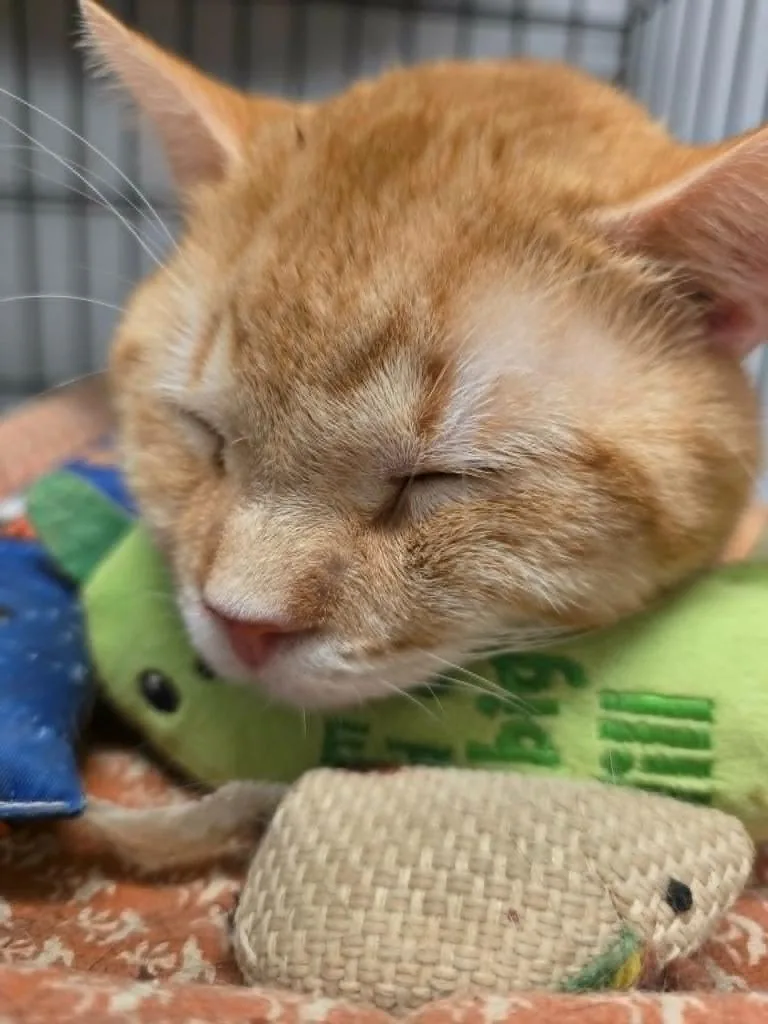 A young medium-sized male Domestic Short Hair cat named Rupert for adoption in Sprakers, NY
