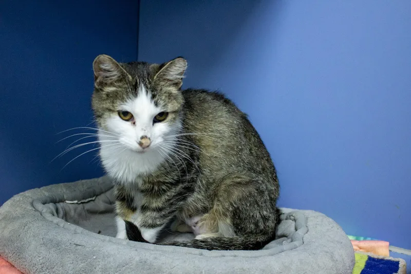 An adult small-sized female Tabby (Gray / Blue / Silver) Domestic Short Hair cat named Florence for adoption in Neillsville, WI