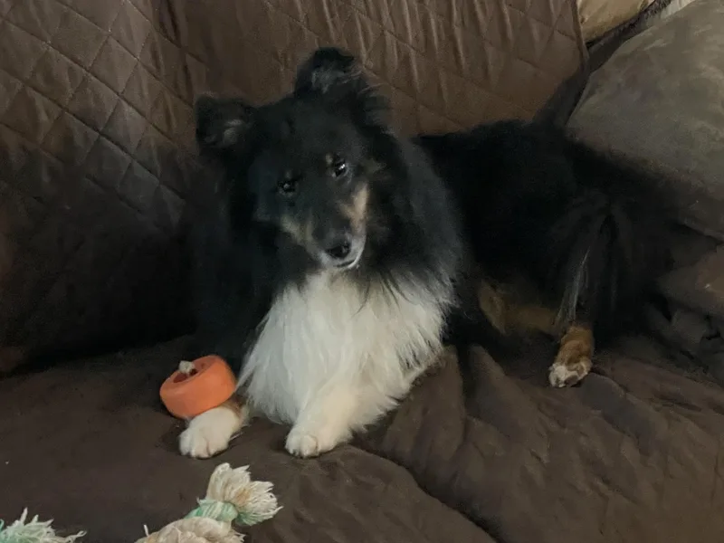 A young small-sized male Tricolor (Brown, Black, & White) Shetland Sheepdog / Sheltie dog named Gunner for adoption in Palm Bay, FL