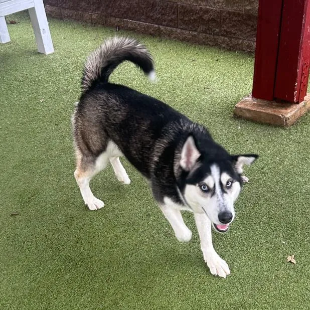 An adult large-sized male Black Siberian Husky dog named Oakley for adoption in Upland, CA