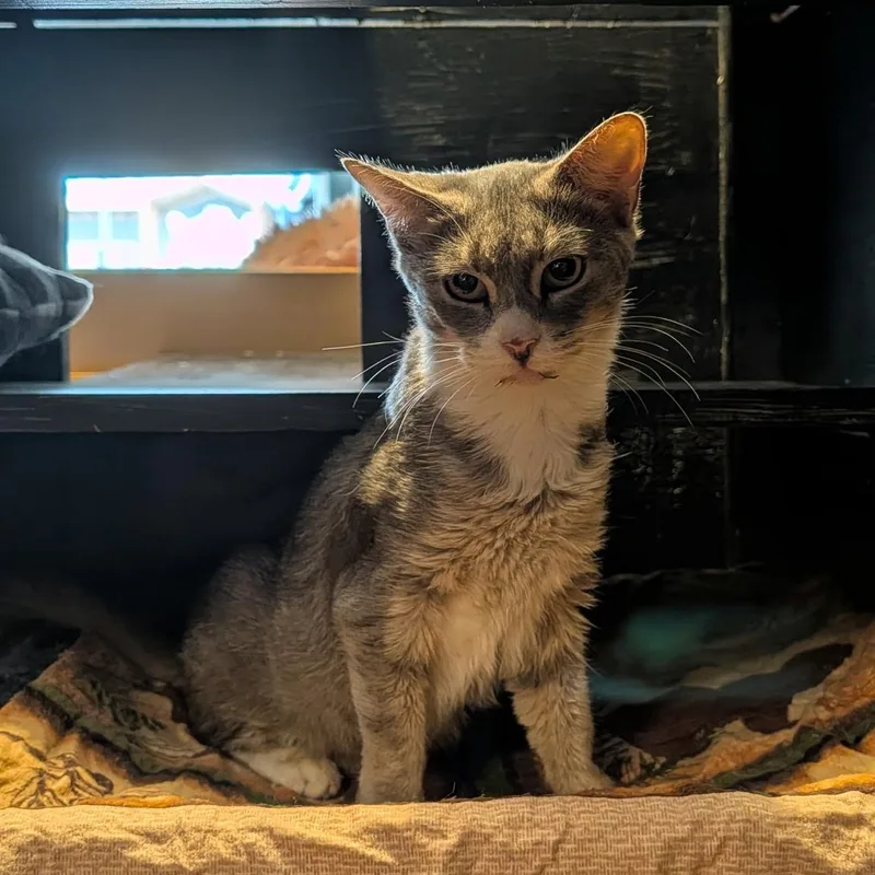 An adult medium-sized female Dilute Tortoiseshell Domestic Short Hair cat named Peggy for adoption in Schnecksville, PA