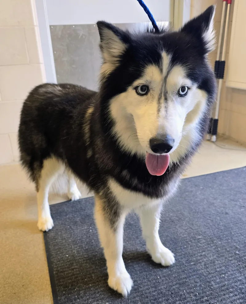 An adult large-sized female White / Cream Siberian Husky dog named December for adoption in Amityville, NY
