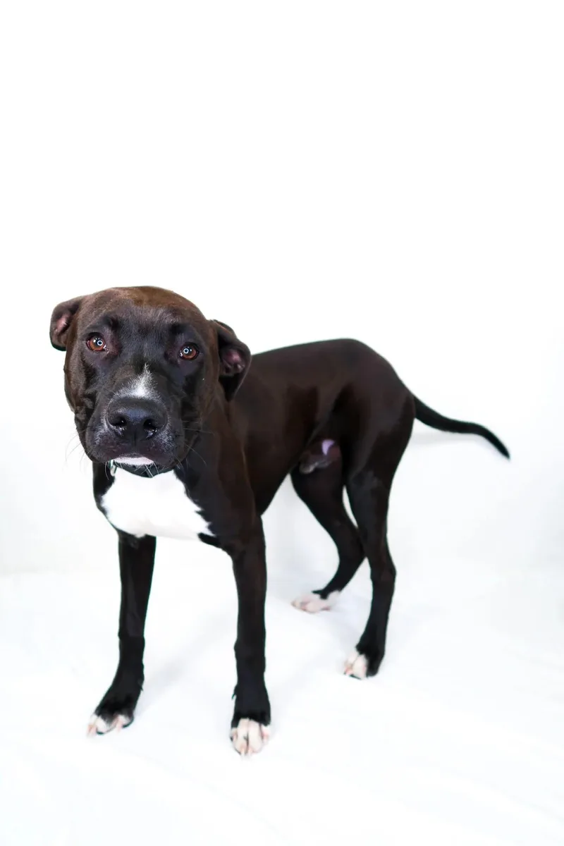 A young medium-sized male Bicolor Pit Bull Terrier dog named Luck for adoption in Bixby, OK
