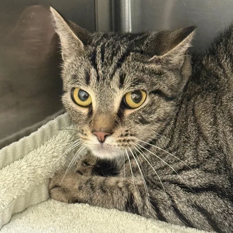 An adult small-sized female Brown / Chocolate Domestic Short Hair cat named Smokey for adoption in Perkiomenville, PA