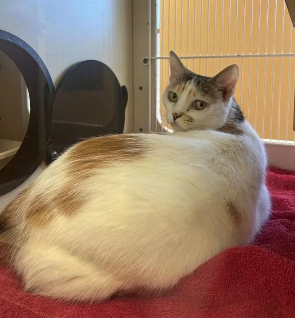 An adult small-sized female Domestic Short Hair cat named Pudding for adoption in Blythe, CA