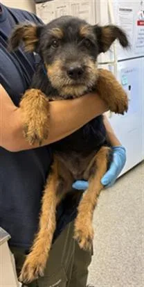 A baby small-sized male Rottweiler dog named Russel for adoption in Visalia, CA