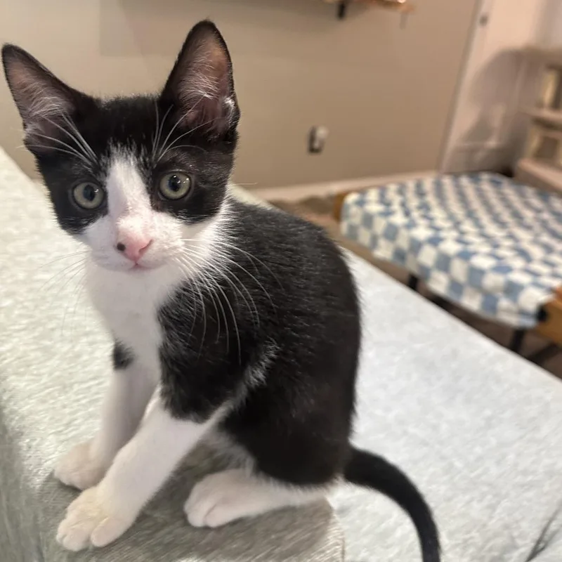 A baby small-sized male Black Domestic Short Hair cat named Levi for adoption in Los Angeles, CA