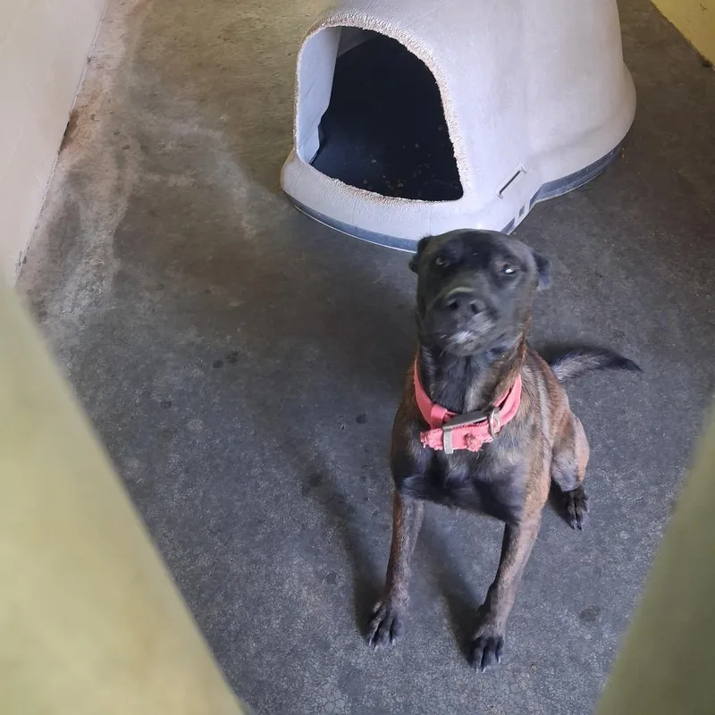 An adult large-sized male Dutch Shepherd dog named Huckleberry for adoption in Lyons, GA