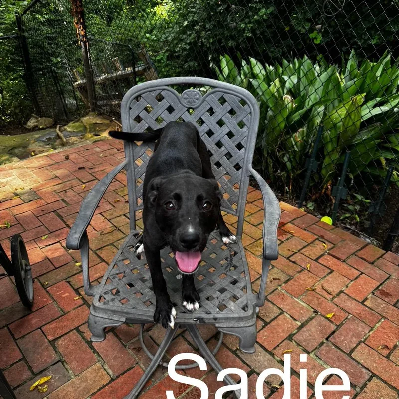 Sadie thumbnail 2