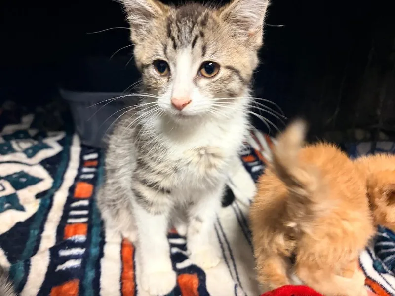 A baby medium-sized male Domestic Short Hair cat named Aspen for adoption in Huntington, IN