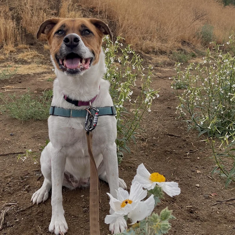 An adult large-sized female Mastiff dog named Mia for adoption in Washoe Valley, NV